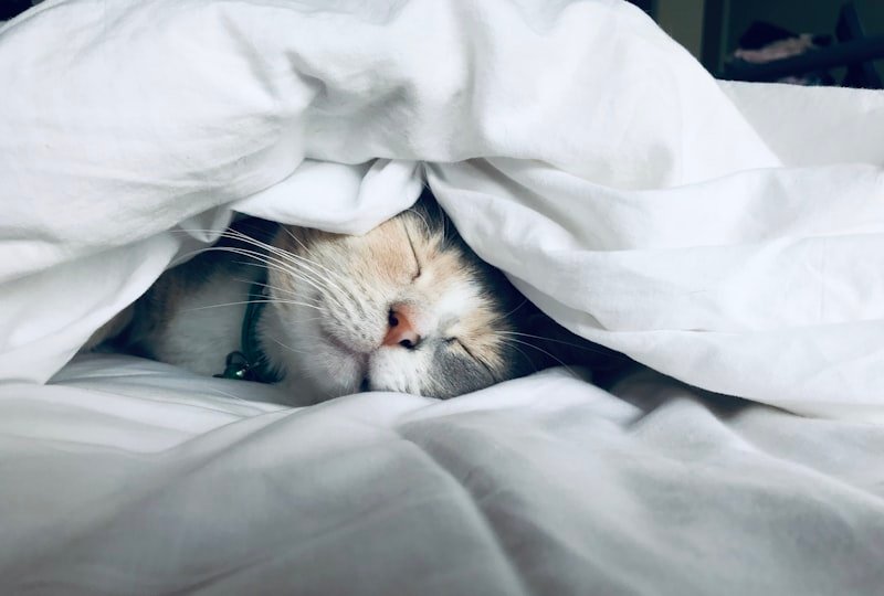 Sleep Well, Live Well: Unlocking the Secrets to a Restful Night's Sleep