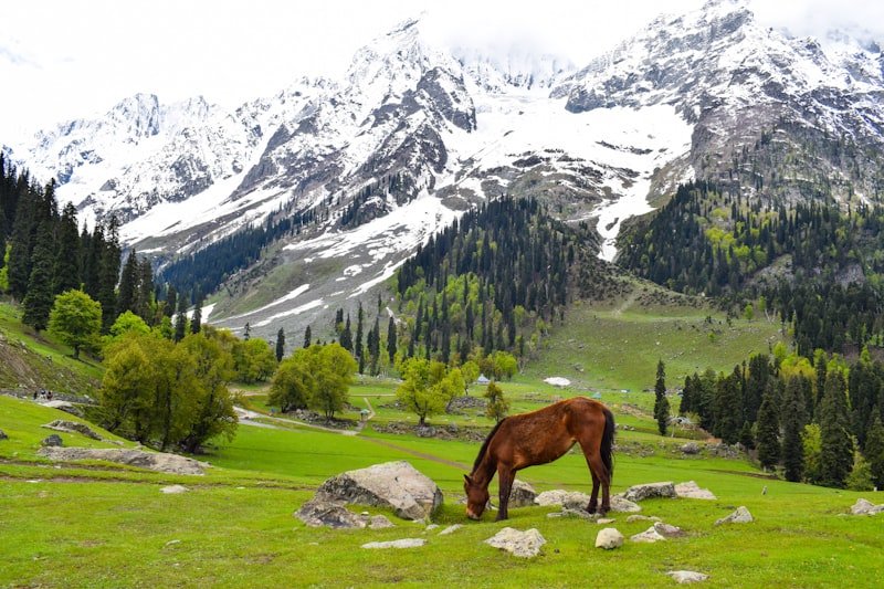 The Kashmir Files को मिला सर्वश्रेष्ट फिल्म का पुरस्कार